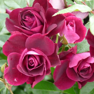 Floribundaruusu Burgundy Ice