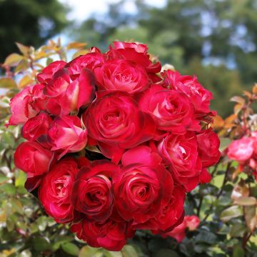 Floribundaruusu Chalon en Bourgogne