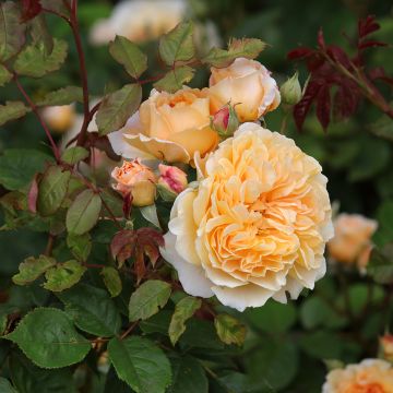 Austinruusu Crown Princess Margareta Auswinter