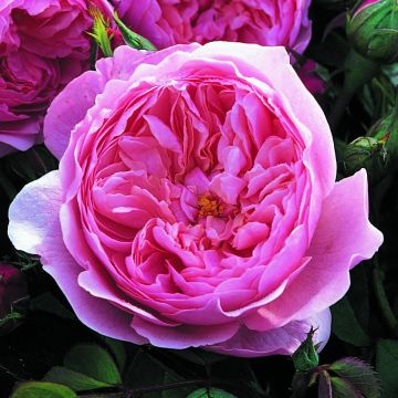 Austinruusu The Alnwick Rose