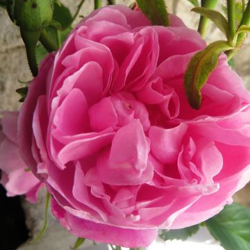 Vanha ruusu Fantin Latour