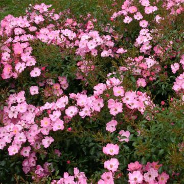 Floribundaruusu Rigo Rosen Fortuna