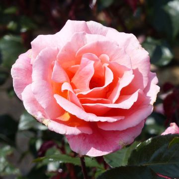Floribundaruusu Fragrant Delight