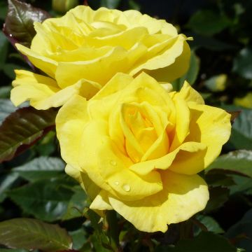Floribundaruusu Friesia
