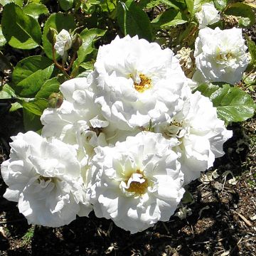 Floribundaruusu Irene of Denmark