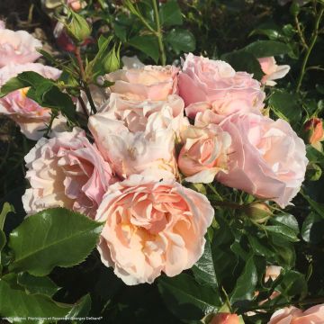 Köynnösruusu Jardin des Tuileries 'Delcréor