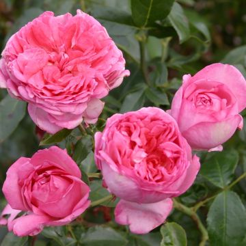 Suurikukkainen jaloruusu La Rose de Molinard