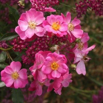 Runkoruusu Lavender Dream