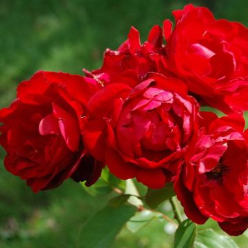Floribundaruusu Lili Marleen
