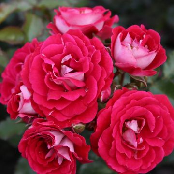 Polyantharuusu LILLIPUTS Corazon