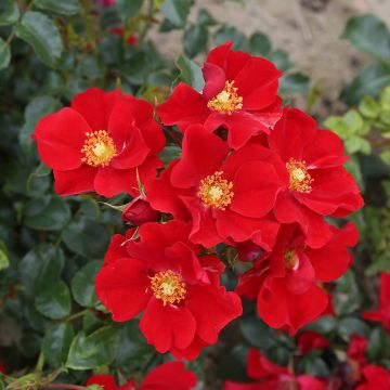 Polyantharuusu NECTAR GARDEN Alexander von Humboldt