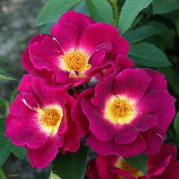 Polyantharuusu NECTAR GARDEN Rekord- Naturen