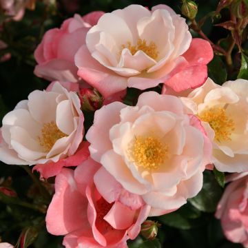 Floribundaruusu NECTAR GARDEN Roseromantic