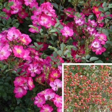 Polyantharuusu NECTAR GARDEN Lilliputs Lupo