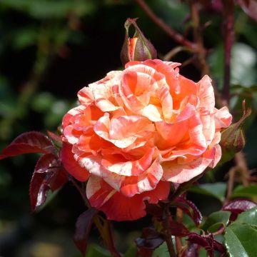Floribundaruusu Oranges and Lemons