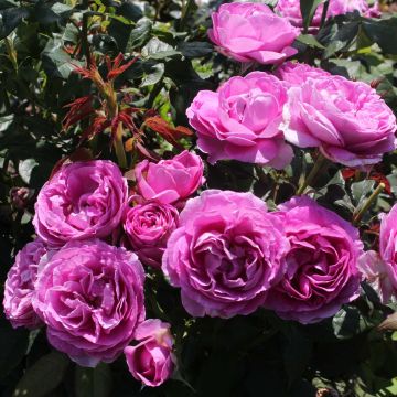 Floribundaruusu Parfuma Catherine de Medicis