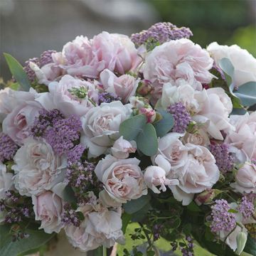 Floribundaruusu Parfuma Constance Mozart