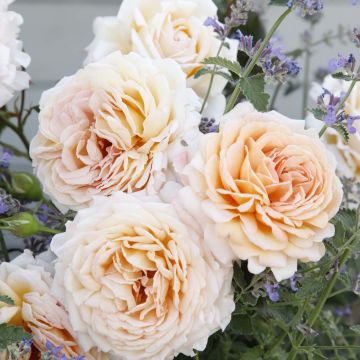 Tuoksuva ruusu Parfuma Grande Duchesse Louise