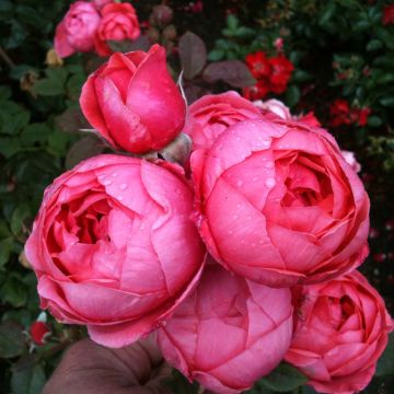 Floribundaruusu Parfuma Princesse de Jardin Marie José