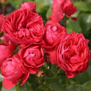 Puistoruusu PATIO Rose Cherry Girl korkosieb