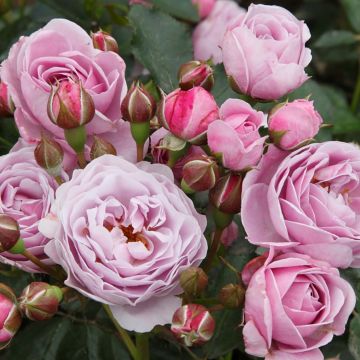 Puistoruusu PATIO Rose Nautica KORcharblo