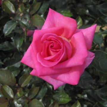 Runkoruusu Parfum Royal Adaborop