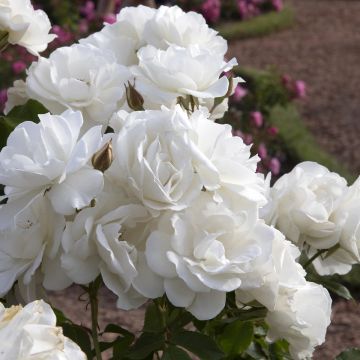 Puistoruusu PATIO Rose Baby Icebergl