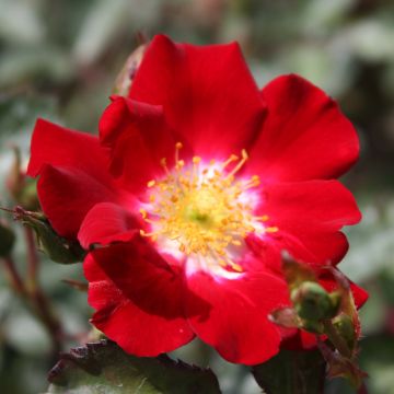 Pensasruusu Rouge Meillandécor