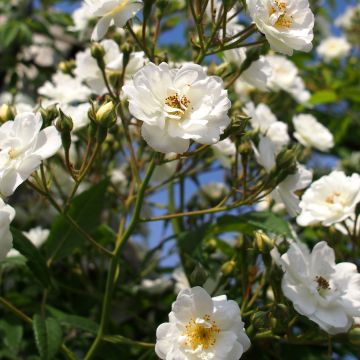 Köynnösruusu Rambling Rector