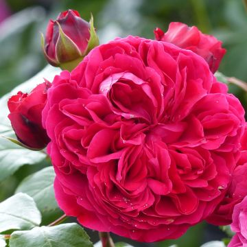 Floribundaruusu Red Leonardo da Vinci Meiangele