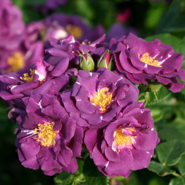 Floribundaruusu Rhapsody In Blue
