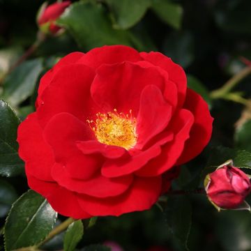 Floribundaruusu Rigo Rosen Caracho