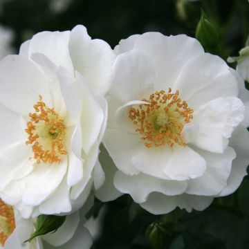 Floribundaruusu Rigo Rosen Innocencia Korstarnow
