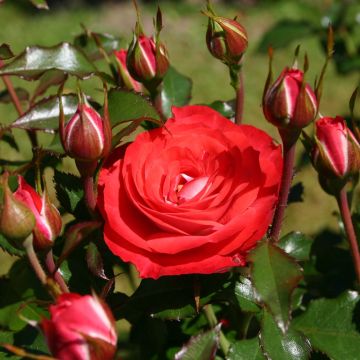 Floribundaruusu Rigo Rosen Princesse Disney Korplunblo