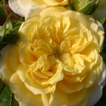 Floribundaruusu Rigo Rosen Solero Korgeleflo