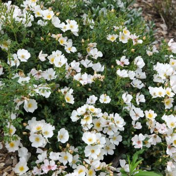 Polyantharuusu SANS CONTRAINTES Rose du Soleil