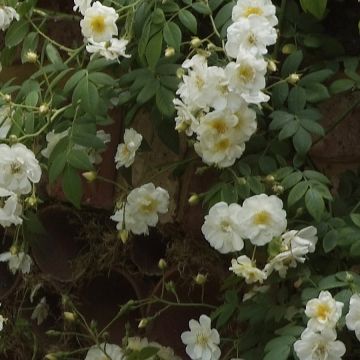 Köynnösruusu Sander's White Rambler