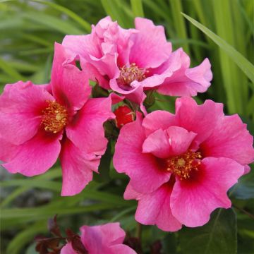 Maanpeiteruusu See You In Pink