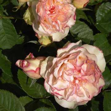 Runkoruusu Perfume Kisses
