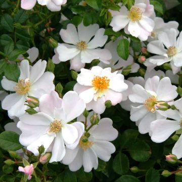 Floribundaruusu Urban Streetlight Medeo