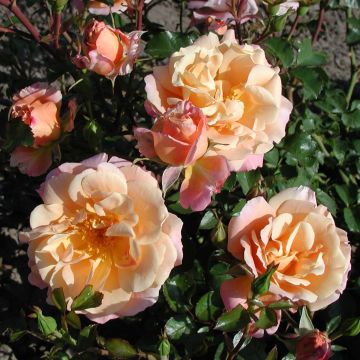 Floribundaruusu Urban Streetlight Rekord Cubana korpatetof