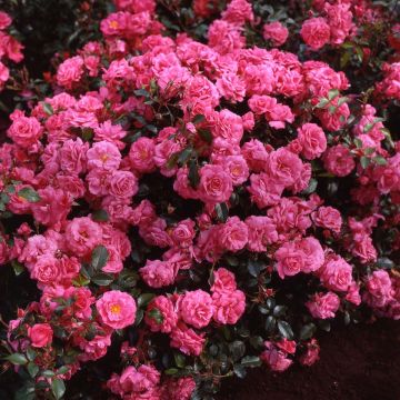 Floribundaruusu Urban Streetlight Rekord Pink Emely Korselary