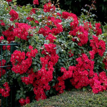 Floribundaruusu Urban Streetlight Rekord Sommerabend Kormarec