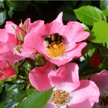Floribundaruusu Mel Bee
