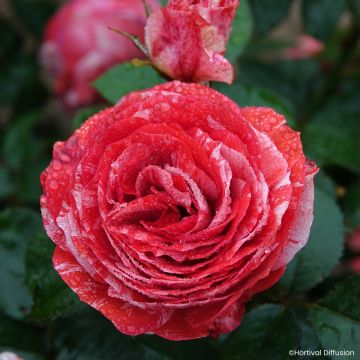 Floribundaruusu Scentimental Coral
