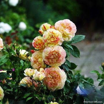 Floribundaruusu Scentimental Vanille