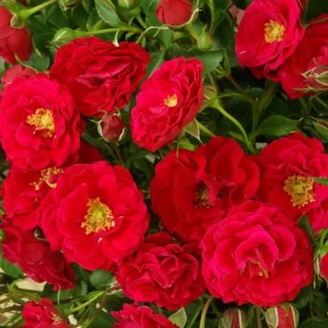 Floribundaruusu Alain