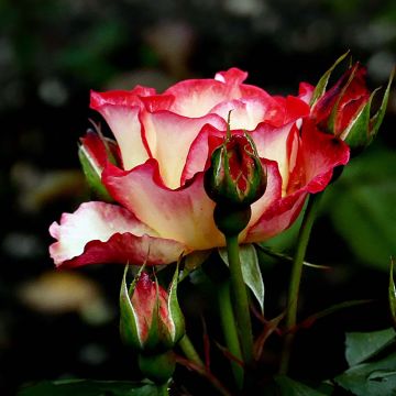 Floribundaruusu Betty Boop Wekplopic