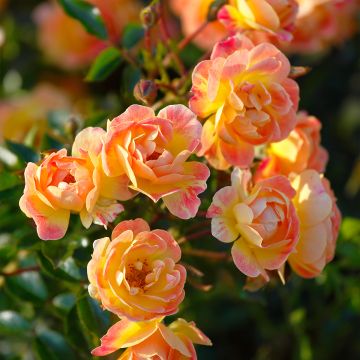 Polyantharuusu Bees Paradise Fruity (Bienenweide)