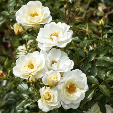 Polyantharuusu Bees Paradise Ivory (Bienenweide)